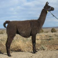 Male pack llama for sale: CJ Bar Peppy's Pogo